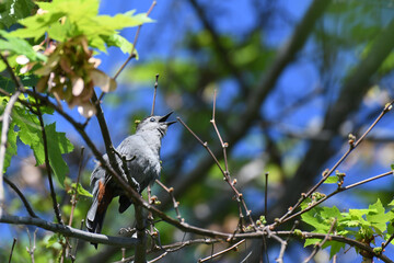 Grey Catbird sitting on a branch