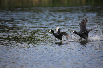 ducks on the water
