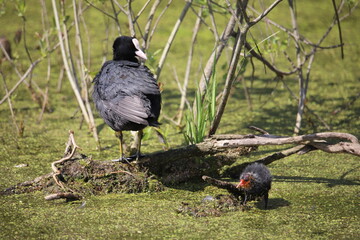 coots in the swamp