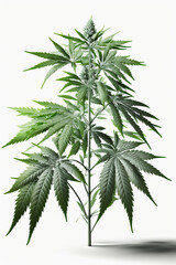 Ai generated illustration Green cannabis plant  isolated on white background. Growing medical marijuana