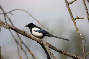 magpie bird on branch