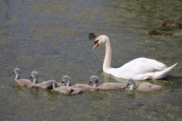 swans on the lake