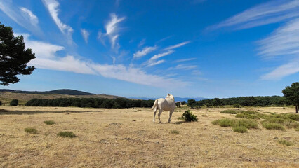 koń zwierzę biały krajobraz góry - obrazy, fototapety, plakaty