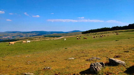 krowa zwierzę natura krajobraz góry - obrazy, fototapety, plakaty