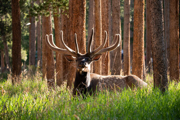 Bull elk with velvet antlers lying in pine forest at sunrise in Colorado, USA