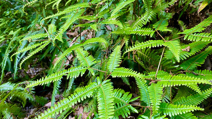 photo of fern plant after rain