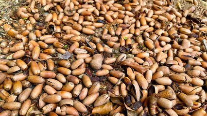 A lot of acorns sprouting in spring