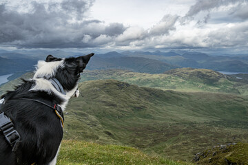 View from Ben Lomond with Border Collie looking out over mountins