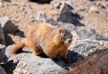 Golden marmot on rock along Trail Ridge Road in Rocky Mountain National Park, CO, USA