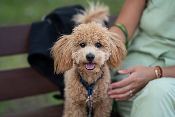 Portrait of a cute caramel mini poodle. The dog sits on a bench in the park.