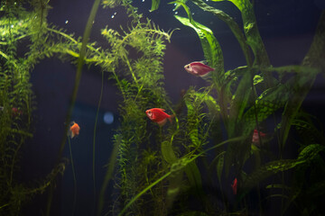 Tropical fish in an aquarium with green plants and water.