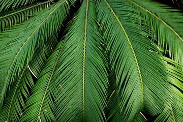 Close up of green palm leaf texture background. Tropical jungle concept.