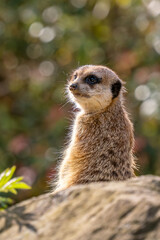 Fototapeta premium Meercat - Suricata suricatta, popular small carnivores from African savannas, Namibia.