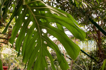 Monstera deliciosa plant in botanical garden, Thailand.