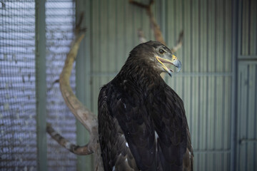 Golden Eagle (Haliaeetus leucocephalus)