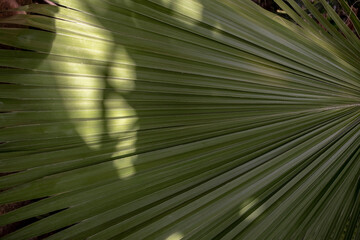 Palm leaf in the garden with shadow on the surface, Thailand.