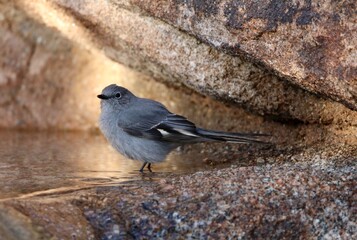 Townsend's Solitaire