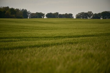 Green wheat field and a technological track. Treatment of wheat fields with herbicides. Concept of farming.