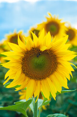Obraz premium sunflower in the field, bright, yellow, wallpaper, pattern , blooming sunflower flower isolated, close up, against the blue sky, growing cereals, agriculture, farming, summer, autumn, harvesting