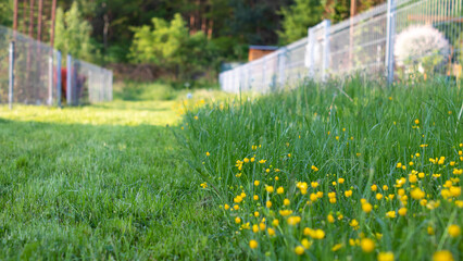 Green grass with yellow flowers and a fence in the background, selective focus. Mown grass and flower meadow.