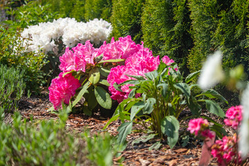 Blooming rhododendron flowers in the spring garden.
Kwitnące kwiaty rododendronów w wiosennym ogrodzie. - obrazy, fototapety, plakaty