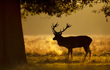 Silhouette of a Red Deer stag during rutting season at sunrise