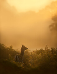 Young Fallow Deer stag at sunrise