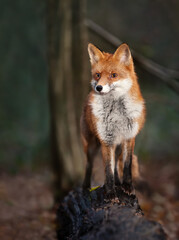 Naklejka na ściany i meble Red fox standing on a fallen tree in late evening