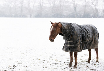 Close-up of a horse with a horse blanket in the falling snow in winter