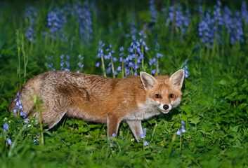 Naklejka na ściany i meble Red fox amongst bluebells in spring