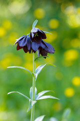 Kamchatka hazel grouse ( lat. Fritillaria camschatcensis ) is a perennial herbaceous plant