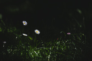 Kwiatek rumianek w trawie w ogrodzie - obrazy, fototapety, plakaty