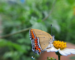 butterfly on a flower