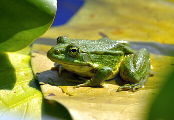 Marsh frog sits on a yellow leaf among water lilies in the forest lake