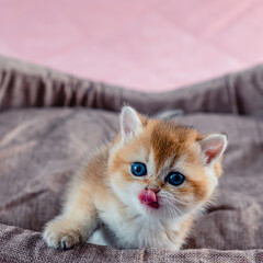 British breed golden chinchilla kitten.