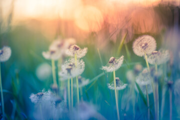 Closeup of dandelion field on natural sunset background. Bright, delicate nature details....