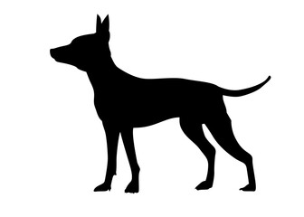 American naked Terrier Side view of an American hairless terrier dog. Silhouette of a standing dog