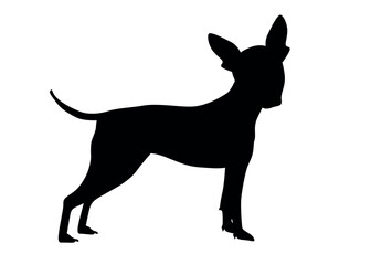 American naked Terrier Side view of an American hairless terrier dog. Silhouette of a standing dog