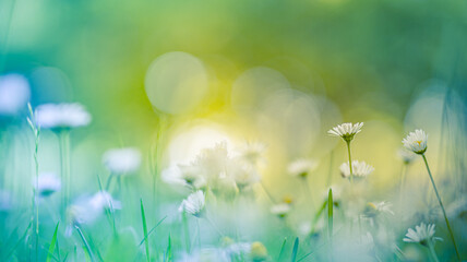 Idyllic daisy bloom. Abstract soft focus sunset field. Landscape of white flowers blur grass meadow...