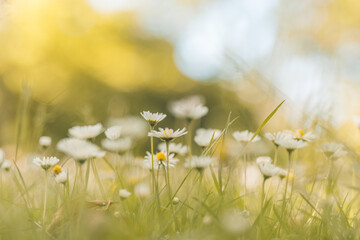 Idyllic daisy bloom. Abstract soft focus sunset field. Landscape of white flowers blur grass meadow warm golden hour sunset sunrise time. Tranquil spring summer nature closeup bokeh forest background - obrazy, fototapety, plakaty
