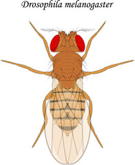 Fruit fly (Drosophila melanogaster), female.
