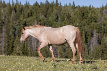 Naklejka na ściany i meble Wild Horse in the Pryor Mountains Montana in Summer