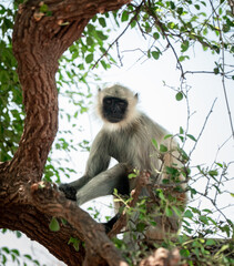 Langur Monkey sitting on a tree with closed eyes