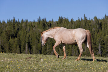 Naklejka na ściany i meble Wild Horse in the Pryor Mountains Montana in Summer