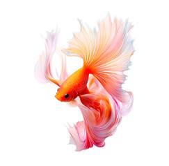 Fototapeta premium Colorful magic goldfish. Colorful gold fish with beautiful flower tail and fins isolated on white. Amazing exotic floral tropical fish ai generated illustration