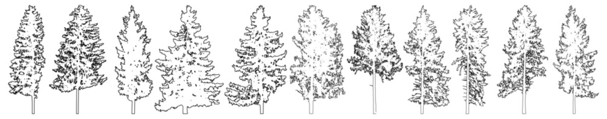 Set of fir trees for architecture and landscape design, line drawing, contour. Vector illustration