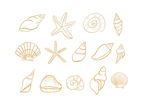 set of seashells