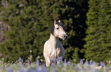 Wild Horse in the Pryor Mountains Montana in Summer