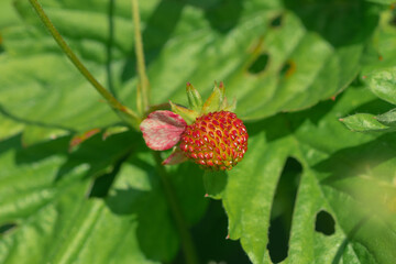 Unripe green strawberries, wild strawberries, sweet 