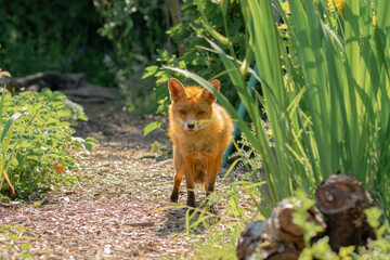 UK wild fox, vibrant orange fur and sweet curious face